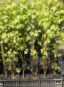 Ambrowiec amerykański (Liquidambar) zdjęcie sadzonki