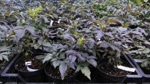 Bez czarny (Sambucus nigra) Black Tower zdjęcie sadzonki