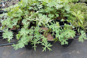 Języczka Przewalskiego (Ligularia przewalskii) c2 zdjęcie 2