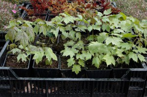 Świecznica (Cimicifuga, Actaea) cordifolia c1 zdjęcie sadzonki 2