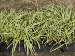 Trawa turzyca Morrowa (Carex morrowii) Ice Dance zdjęcie sadzonki 2