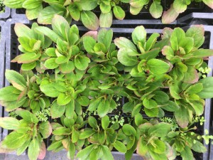 Bergenia sercolistna (Bergenia cordifolia) Flirt zdjęcie sadzonki 2