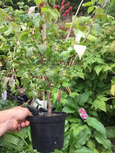 Trzmielina oskrzydlona Macrophyllus c2 zdjęcie sadzonki 2