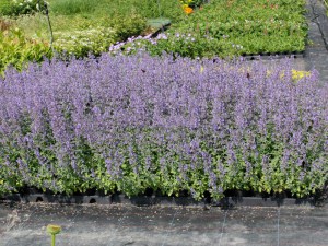 Kocimiętka (Nepeta racemosa) Junior Walker zdjęcie sadzonki