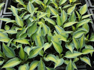 Funkia (Hosta) Touch of Class sadzonka zdjęcie 9