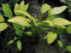 Funkia (Hosta) Midwest Magic zdjęcie sadzonki