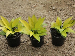 Funkia (Hosta) June Fever zdjęcie 3