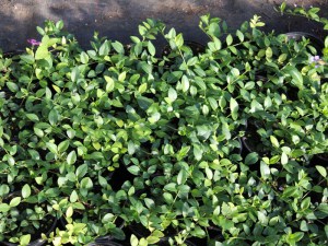 Barwinek mniejszy (Vinca minor) Verino zdjęcie 1