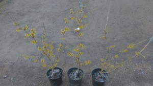 Oczar  złotożółty (Hamamelis) Westerstede c4 zdjęcie sadzonki