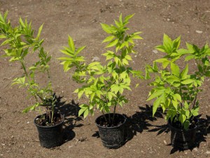 Bez czarny (Sambucus nigra) Aurea zdjęcie sadzonki