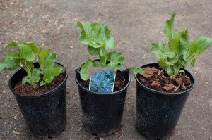 Mikołajek alpejski (Eryngium alpinum) Superbum c3 zdjęcie 2