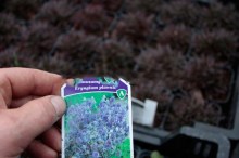 Mikołajek płaskolistny (Eryngium planum) Blaukappe zdjęcie 1