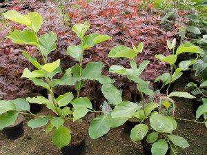 Magnolia Elizabeth szczepiona żółta c5 zdjęcie sadzonki