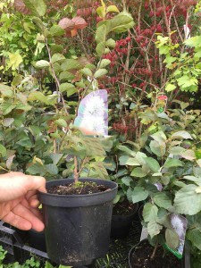Fothergilla pośrednia (Fothergilla intermedia) Blue Shadow zdjęcie sadzonki 2