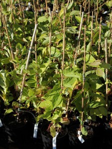Cytryniec chiński (Schisandra chinensis) Sadova Nr 1 zdjęcie sadzonki