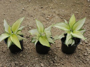 Funkia (Hosta) Eskimo Pie zdjęcie sadzonki 2
