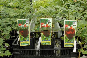 Piwonia drzewiasta odm. chińska (Paeonia suffruticosa) Black zdjęcie 1