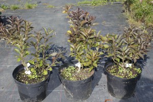 Krzewuszka (Weigela) Black And White c3 zdjęcie sadzonki