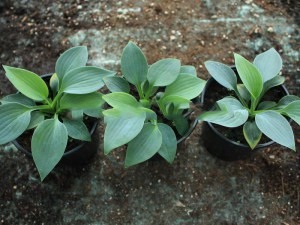 Funkia (Hosta) Hadspen Blue zdjęcie sadzonki