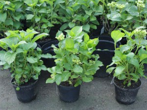 Hortensja ogrodowa (Hydrangea) Hot Red c3 zdjęcie sadzonki
