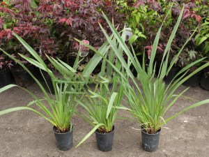Len nowozelandzki, tęgosz mocny (Phormium) zielonolistny duży 1
