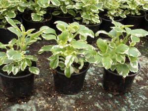 Komarzyca (Plectranthus coloides) zdjęcie sadzonki 2