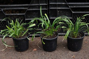 Liriope szafirkowe (Liriope muskari) Royal Purple zdjęcie sadzonki