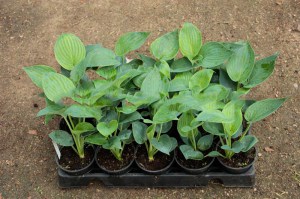 Funkia (Hosta) Abiqua Drinking Gourd zdjęcie sadzonki 2