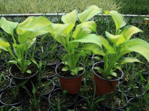 Funkia (Hosta) George Smith zdjęcie sadzonki