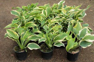Funkia (Hosta) Saint Elmo's Fire zdjęcie sadzonki 2