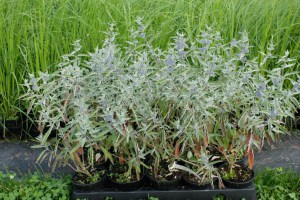 Barbula klandońska (Caryopteris clandonensis) Sterling Silver sadzonki