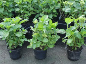 Hortensja ogrodowa (Hydrangea) Glowing Embers c2 zdjęcie sadzonki