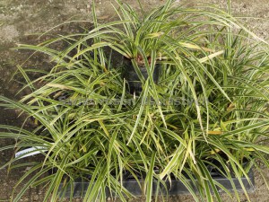 Trawa turzyca stożkowata (Carex conica) Snowline sadzonka zdjęcie sadzonki