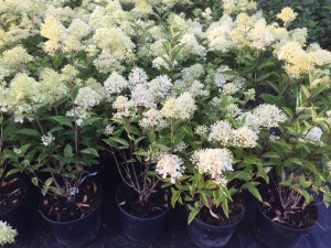 Hortensja bukietowa (Hydrangea) Luna c4 zdjęcie sadzonki