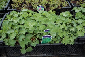 Przywrotnik miękki (Alchemilla mollis) zdjęcie sadzonki 2