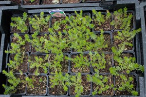 Kozłówka długoszyjkowa (Crucianella, Phuopsis stylosa) zdjęcie 2