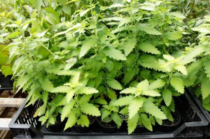 Barbula Caryopteris Hint of Gold sadzonki