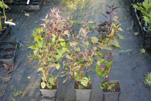sadziec plamisty (Eupatorium) Chocolate sadzonki