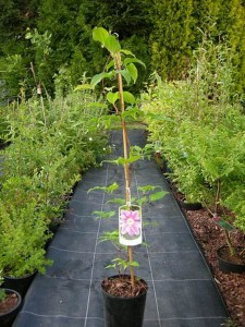 Powojnik (Clematis) Dr Ruppel c2 zdjęcie sadzonki