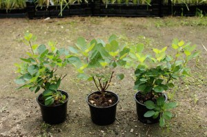 Perukowiec (Cotinus cogg.) Smokey Joe zdjęcie sadzonki