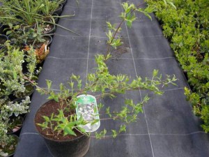 Kolkwicja chińska (Kolkwitzia amabilis) Maradco c2 zdjęcie sadzonki