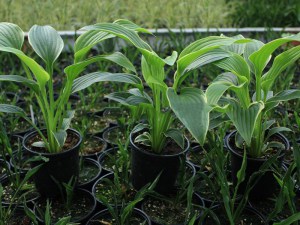 Funkia (Hosta) Lakeside Premier zdjęcie sadzonki