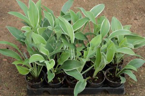 Funkia (Hosta) Tom Schmid sadzonka zdjęcie 8