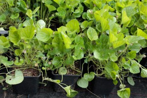 Fiołek wonny (Viola odorata) Konigin Charlotte zdjęcie sadzonki 2