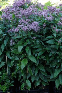 Sadziec dęty (Eupatorium) Baby Joe sadzonki 2