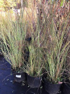 Miskant chiński (Miscanthus sinensis) Morning Light c3 zdjęcie sadzonki