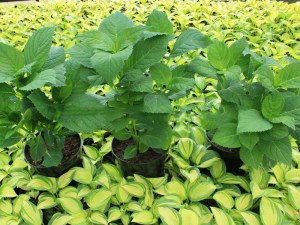 Hortensja ogrodowa niebieska (Hydrangea macrophylla) Nikko Blue zdjęcie sadzonki