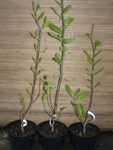 Magnolia Siebolda pachnąca c5 zdjęcie drzewek