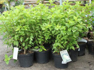 Hortensja bukietowa (Hydrangea paniculata) Limelight c3 zdjęcie sadzonki