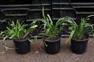 Liriope szafirkowe (Liriope muskari) Ingversen sadzonki